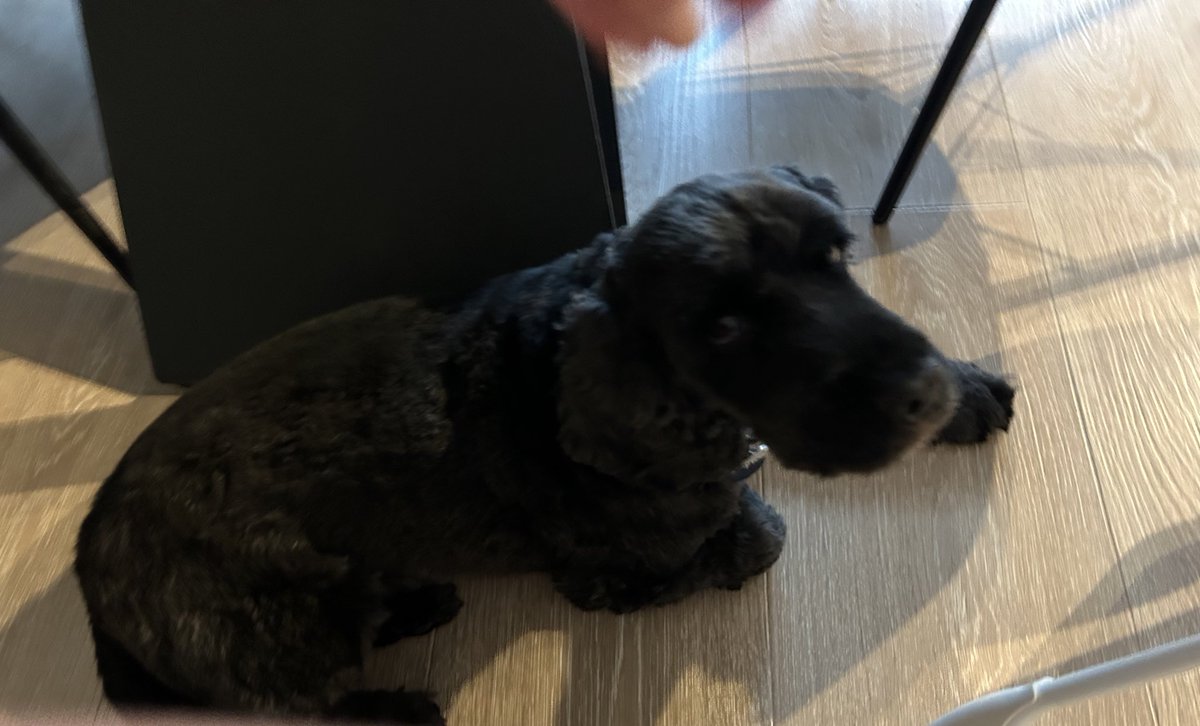Daisy 🇮🇪 🐕‍🦺 & Alfie 🌈 🐕🥰 tweet media