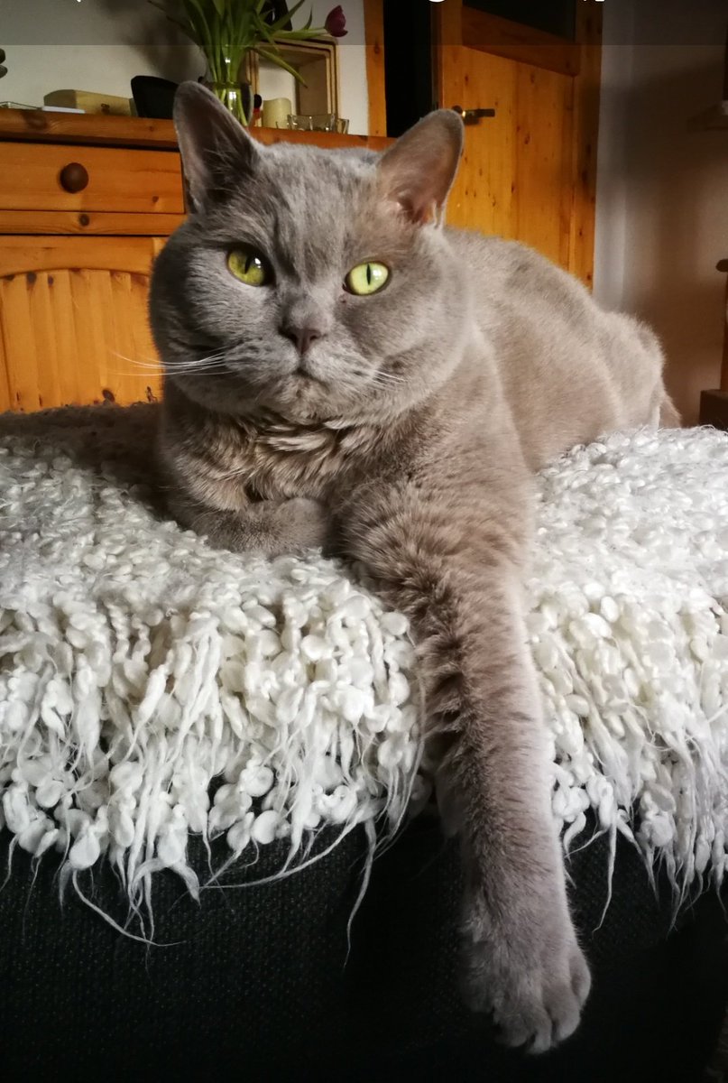 Guten Morgen #Twitterrudel, nun ist es schon 16 Wochen her, dass der süße Toni Schatz gehen musste, vermisse ihn jeden Tag 😢.
Ich wünsche euch allen ein ruhiges Wochenende und allen Kranken gute Besserung 🍀, liebe Grüße, Tonis Frauchen 😘