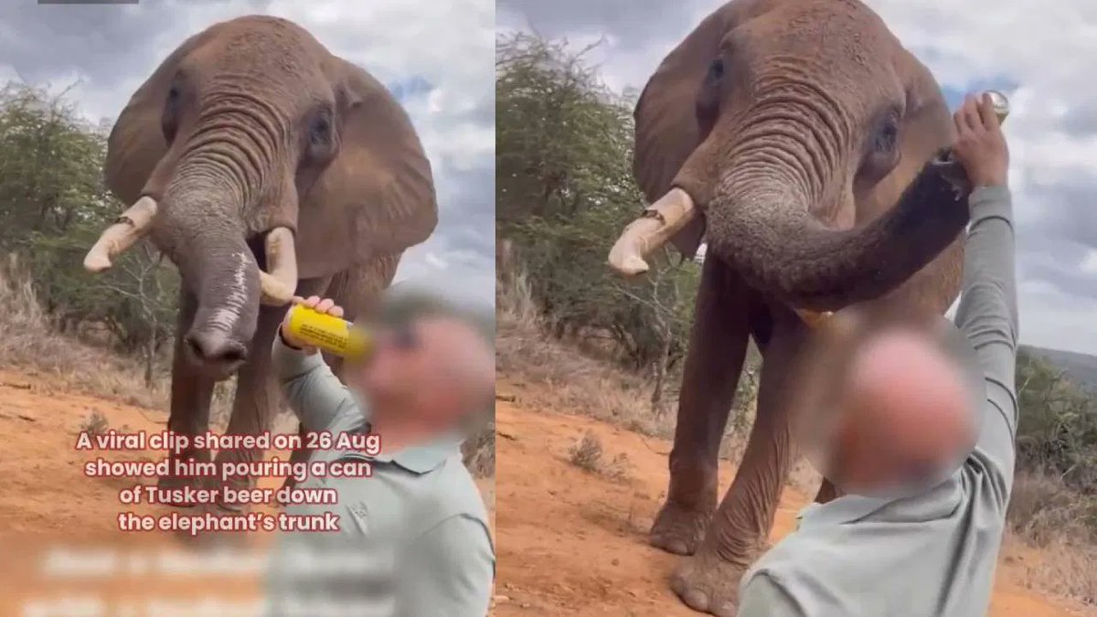 sauramtv's tweet image. ಆನೆಗೆ ಬಿಯರ್ ಕುಡಿಸಿದ ವಿದೇಶಿ ಪ್ರವಾಸಿಗ: ಕೀನ್ಯಾದಲ್ಲಿ ಅಮಾನವೀಯ ಘಟನೆ, ಭಾರೀ ಆಕ್ರೋಶ

#kenya #ElephantAbuse #wildlifeprotection #animalcruelty #touristoutrage #viralnews

sauramtv.com/foreign-touris…