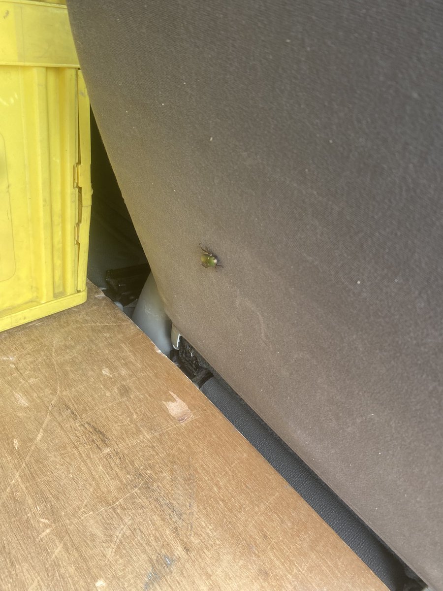 何か運転席の後ろにカナブン居て悲鳴出た