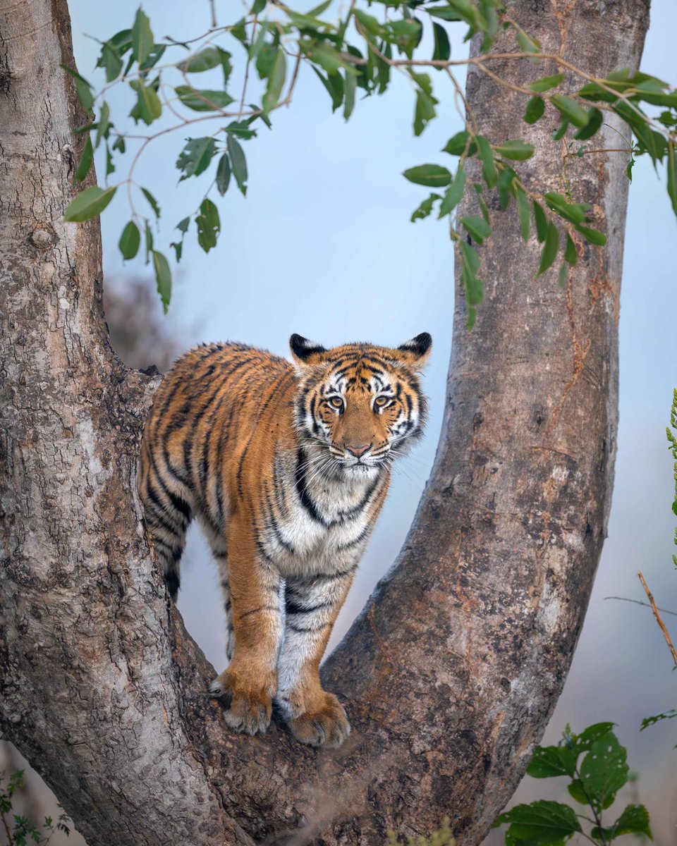 Tiger on tree is a rare sight but cubs are always curious.