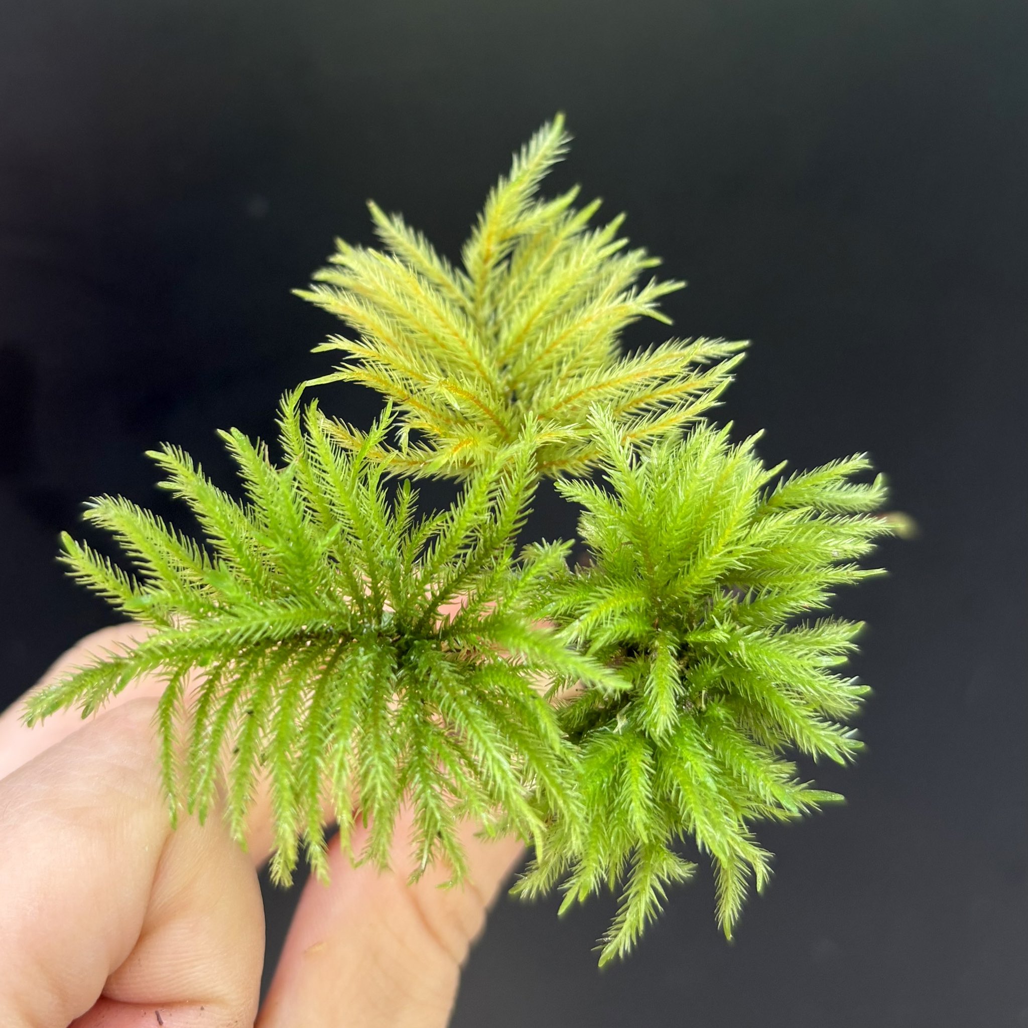 ハナミズキ28 赤花ハナミズキ ジュニアミス 株立ち 約2m 現品発送 特大植木