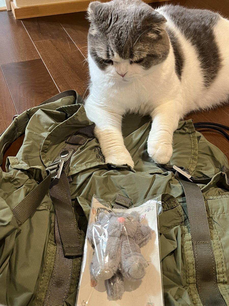 ゆきじるし🍼 (@yukijirushi0810) on Twitter photo 猫が増えたので、アリソンブラウンで秋用のバックパック買ってみた!(思ったよりピラピラ)
ついでにチャームも買ってみた。
秒で猫チェック入りましたwww
アリソンブラウンはトートバッグと迷ったんだけど、汚れても気にならないしお手頃価格で紗栄子さんのブランドだし小物も可愛いから好き♥️ 猫が増えたので、アリソンブラウンで秋用のバックパック買ってみた!(思ったよりピラピラ)
ついでにチャームも買ってみた。
秒で猫チェック入りましたwww
アリソンブラウンはトートバッグと迷ったんだけど、汚れても気にならないしお手頃価格で紗栄子さんのブランドだし小物も可愛いから好き♥️
