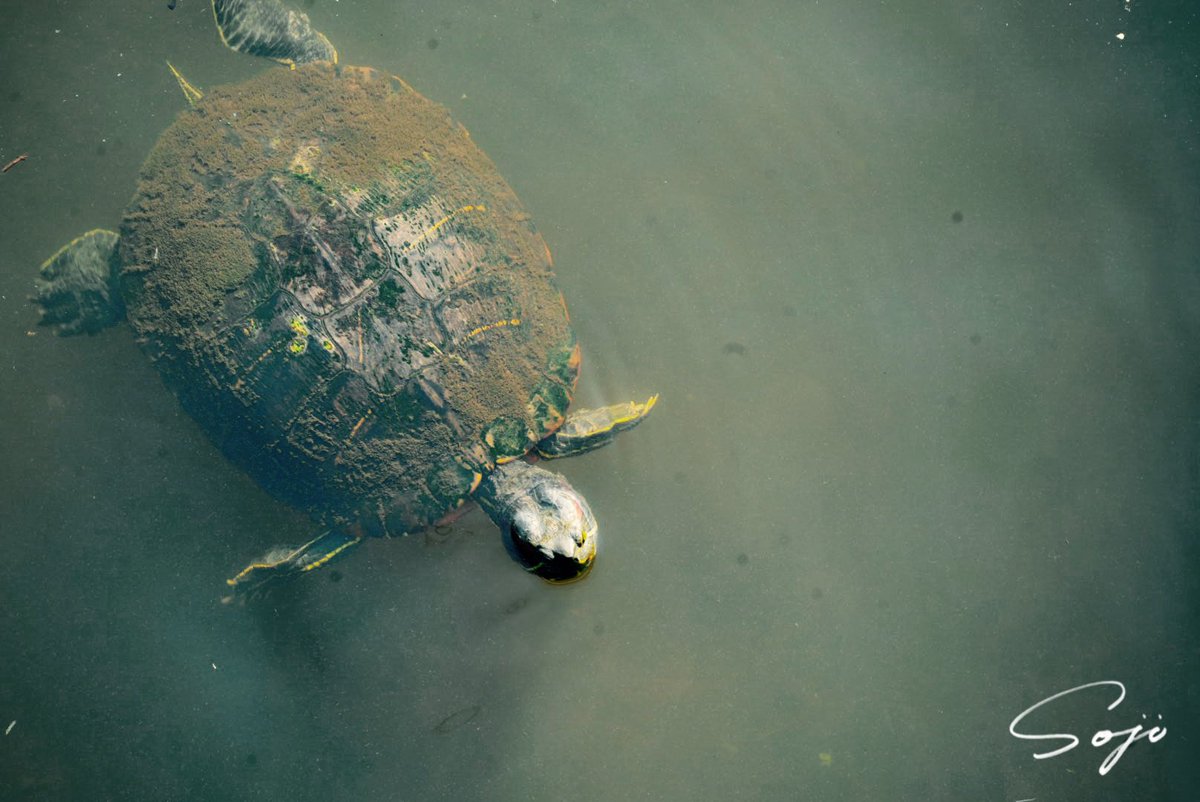 近所の川というか用水みたいなとこに、ドライ着て入ったら誰かに怒られるんかな？w

#アカミミガメ