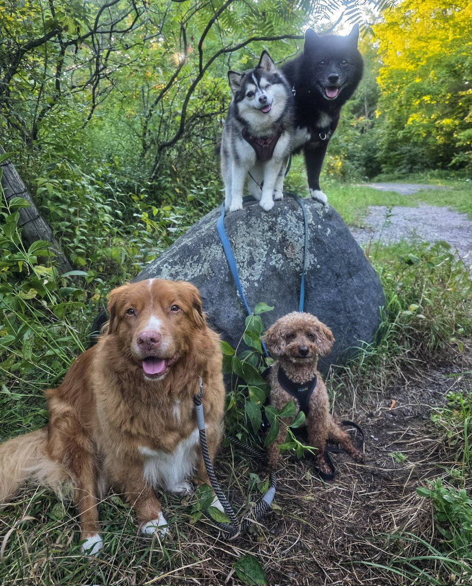 WalkinDogwalk's tweet image. Welcome to our lovely #posingpups for this week!
🥰❤️🐾🐶🐕🐾❤️🥰
#longweekendvibes #Saturdaysocial #walkinthedog #walkinthedoginwhitby