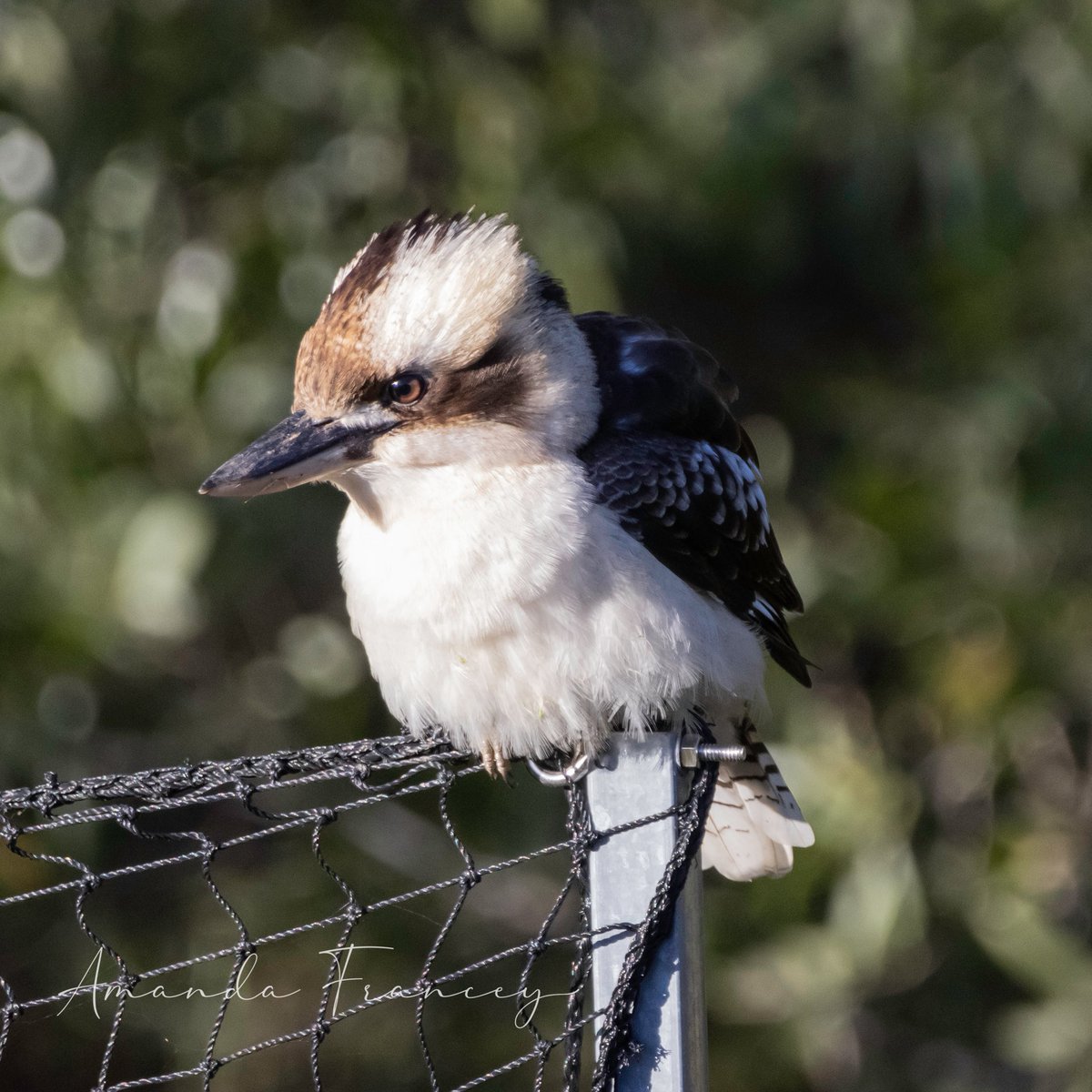 FranceyME's tweet image. I just love cute fluffy juvenile kookaburras.

#juvenilekookaburra #kookaburra 
#australianbirds #wildlifephotography #birdphotography
