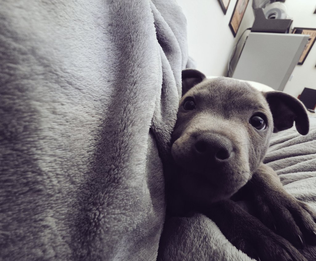 " Ça marche comment son truc deja ? Ah ca y'est j'ai trouvé Google. Navigation privée, OnlyDog. Elle s'appelait comment deja? LovNonossdu75. Pouah la paire de babine qu'elle a, elle a du chien,  ca change des chiennes de Snapdog... Merde Maitre arrive... supprimer l'historique et