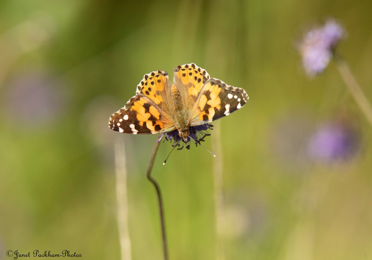 Painted Lady Middleton NR <a href="/Lancswildlife/">Lancashire Wildlife Trust</a> <a href="/WildlifeTrusts/">The Wildlife Trusts</a>
