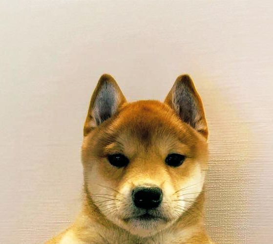 No matter how long it takes, I am willing to accompany $Dog to the end.