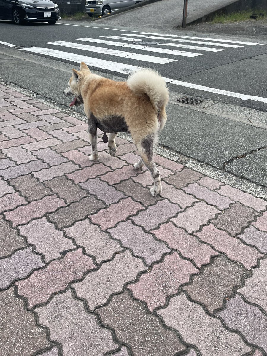 #迷い犬
熊本市立出水小学校のグラウンドに迷い犬？がいました。ただ首輪もなかったから野良犬なのかなあ。お腹から何かぶら下がってるけどなんだろう。