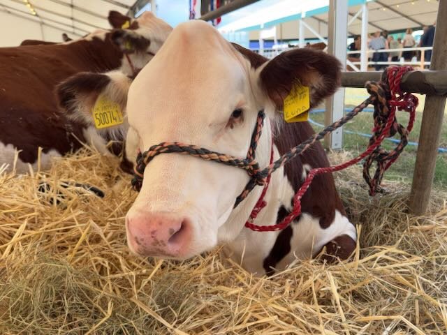 CountryShows's tweet image. What a great time at the @buckscountyshow this week. #LivestockShow #CattleClass #ShowCattle #FarmLifeUK #BritishAgriculture #RuralTradition #buckscountyshow #buckscountyshow2025 #eventphotography