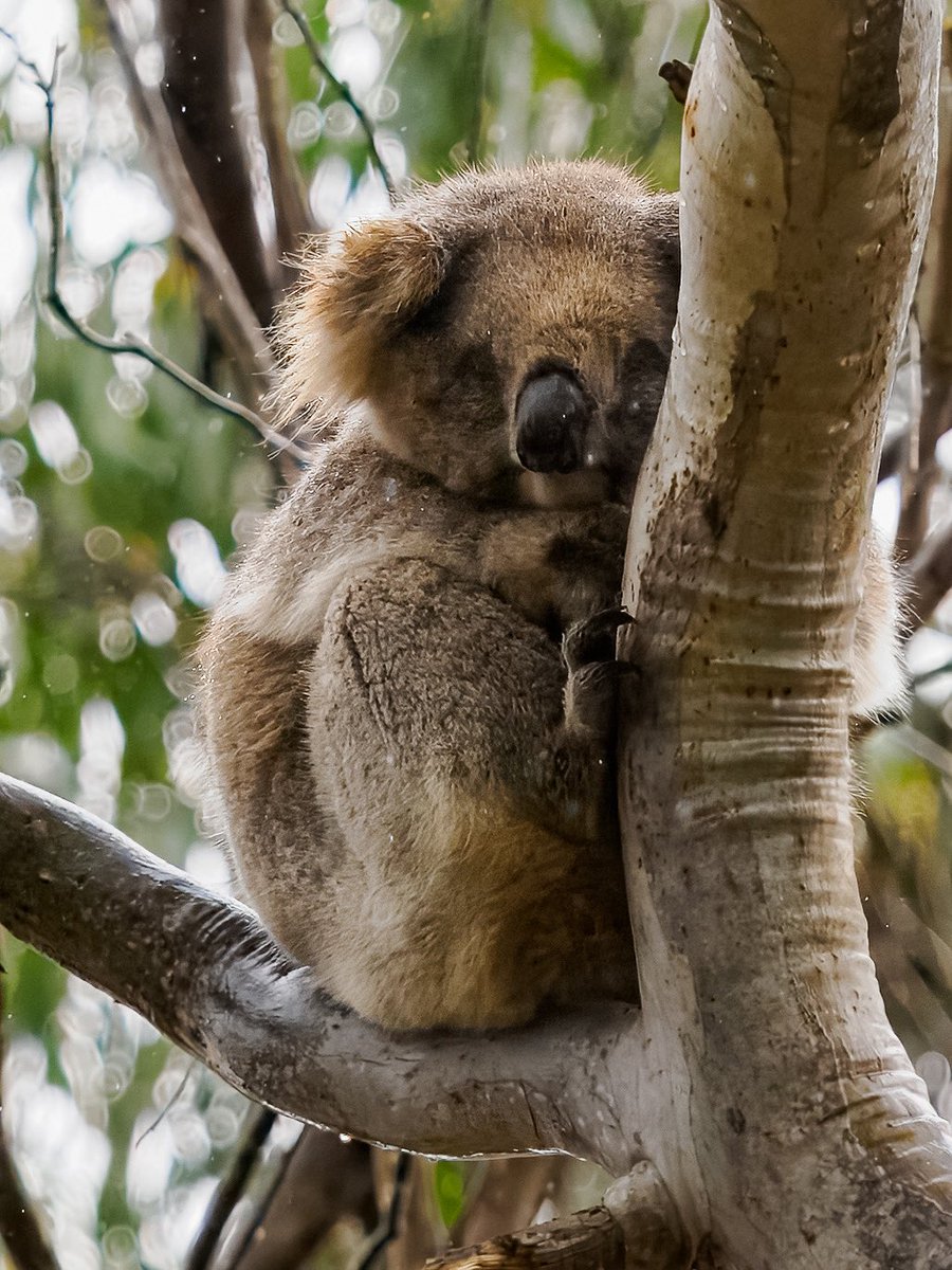 Koala looking far from happy in heavy rain…