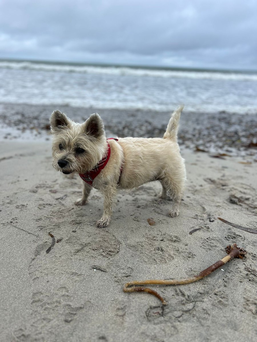 grahaMeiklejohn's tweet photo. Salty dog adventures. https://t.co/QlAr2t2jV8