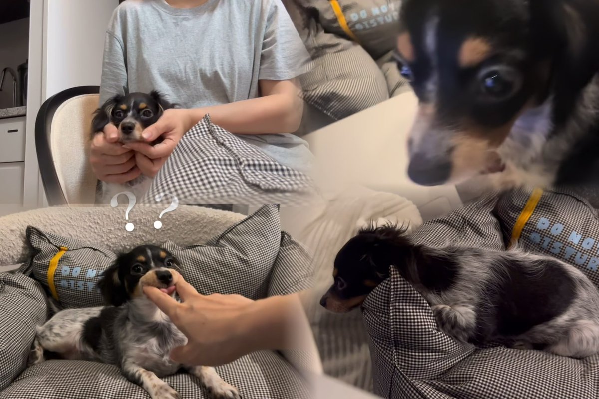 ⭐️ にこちゃんです MAO on X