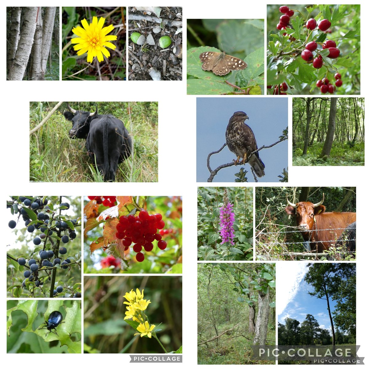 Mellow Fruitfulness abounds at Askham Bog.  It's going to be a good acorn year; popping out of their cups, raining down on the woodland floor. Butterflies, beetles 🪲, buzzards- and, still, a few flowers. Dexter Cattle munching. #YorkshireWildlifeTrust