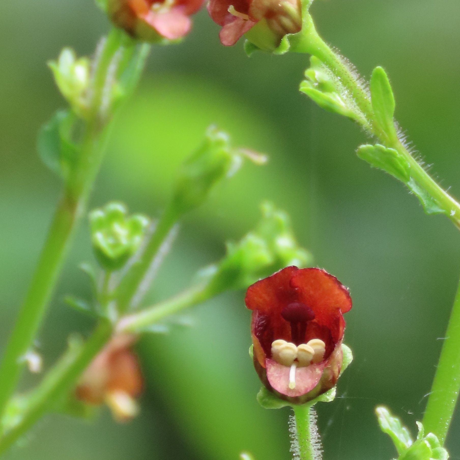 緑の梅の花 産地直送】秋田緑花農園のゼラニウム（7種）セット | アトリエ