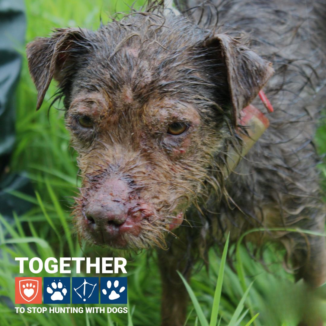 LeagueACS's tweet image. This injured terrier was used for a hunt in Northern Ireland. The dog became injured as a result and was left abandoned in a badger sett, where it was rescued by the @uspcaofficial

leagueacs.co.uk/Ryikh

Demand a ban on hunting with dogs in Northern Ireland.

#TimeForChange
