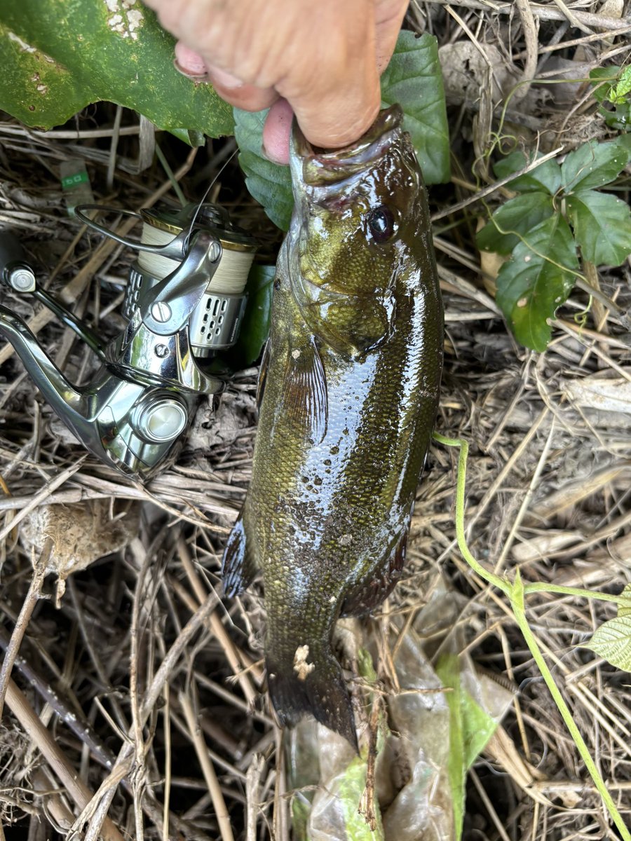 スマホ復活初釣りに〜📱㊗️🎣
魚は暑くて中々渋い😖
小バスばかりの11匹で終了。
