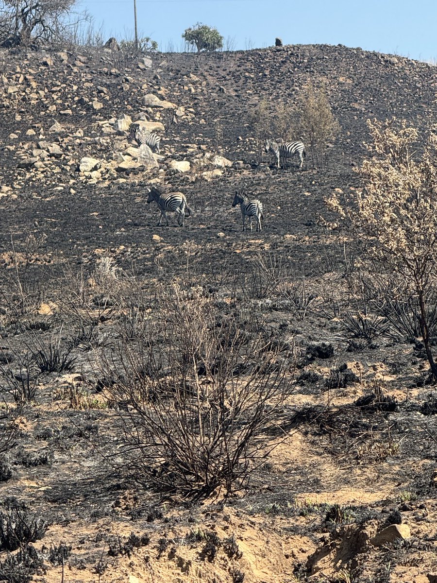 People who light up fires in parks aren’t considerate of the effect of their actions. 

This is in a part of the Nyanga National Park, and grazing land has been burnt, even the low lying shrubs are destroyed and animals have to move farther. 

More awareness efforts are needed.