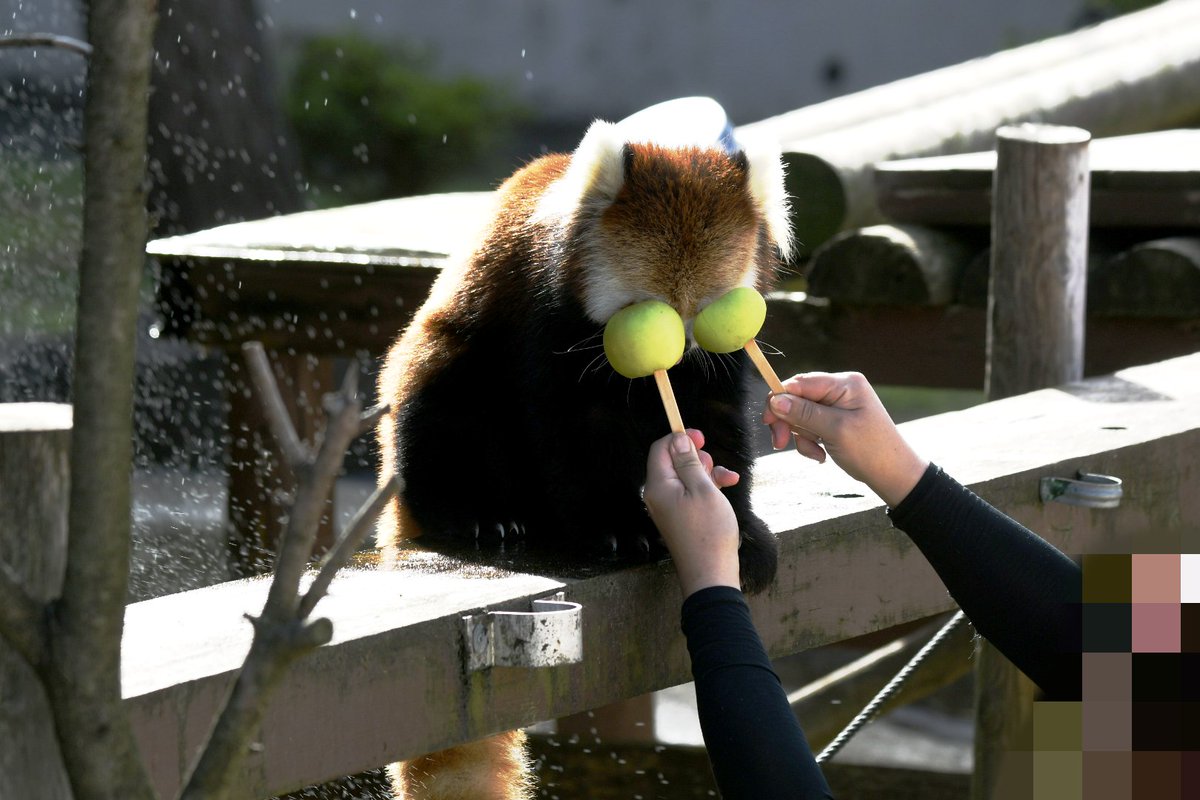 odkclub's tweet image. レイファさん、どっちにする？
近い、近いです〜🤣🤣🤣
大森山動物園 202508