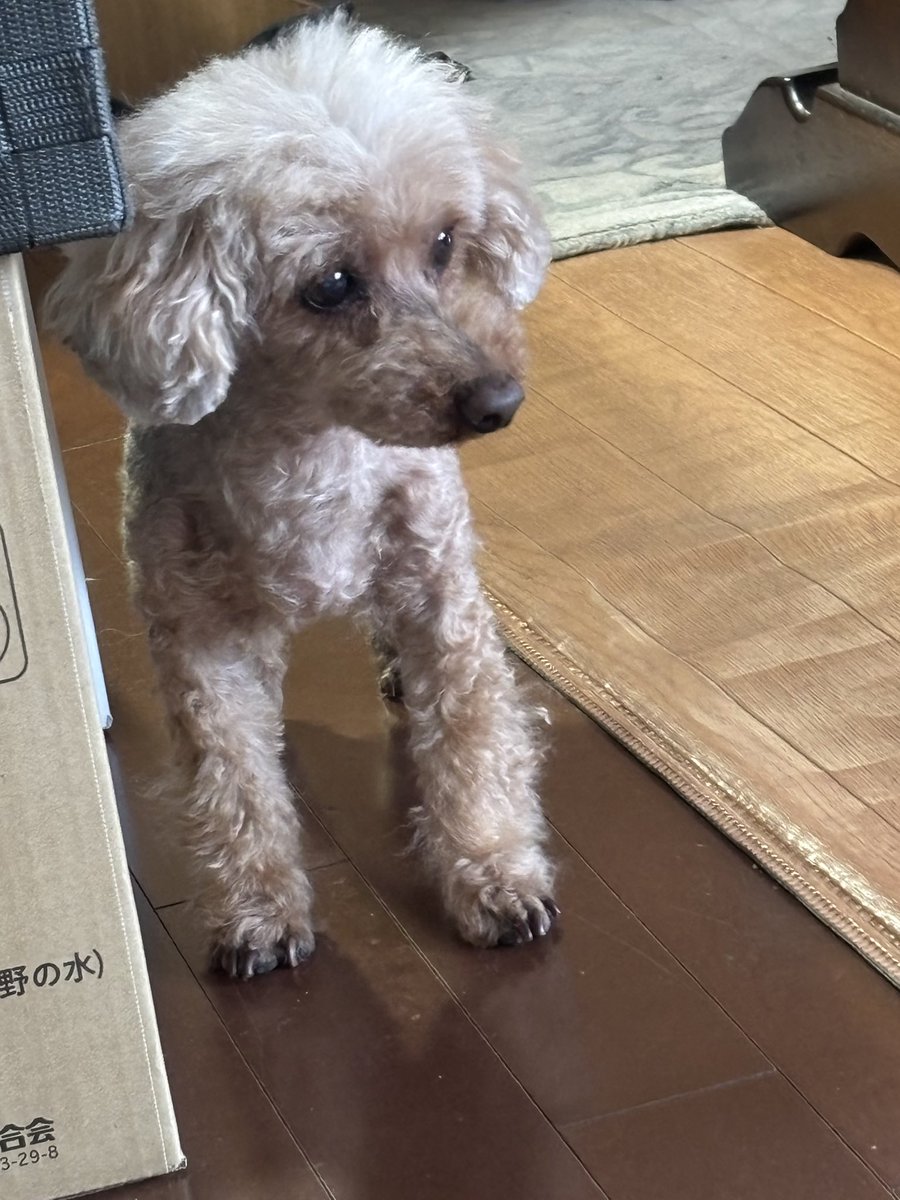 naoshtge's tweet photo. 我が家のトイプードル親娘ちび姫＆もっこです。 https://t.co/SCg6cCwA8b
