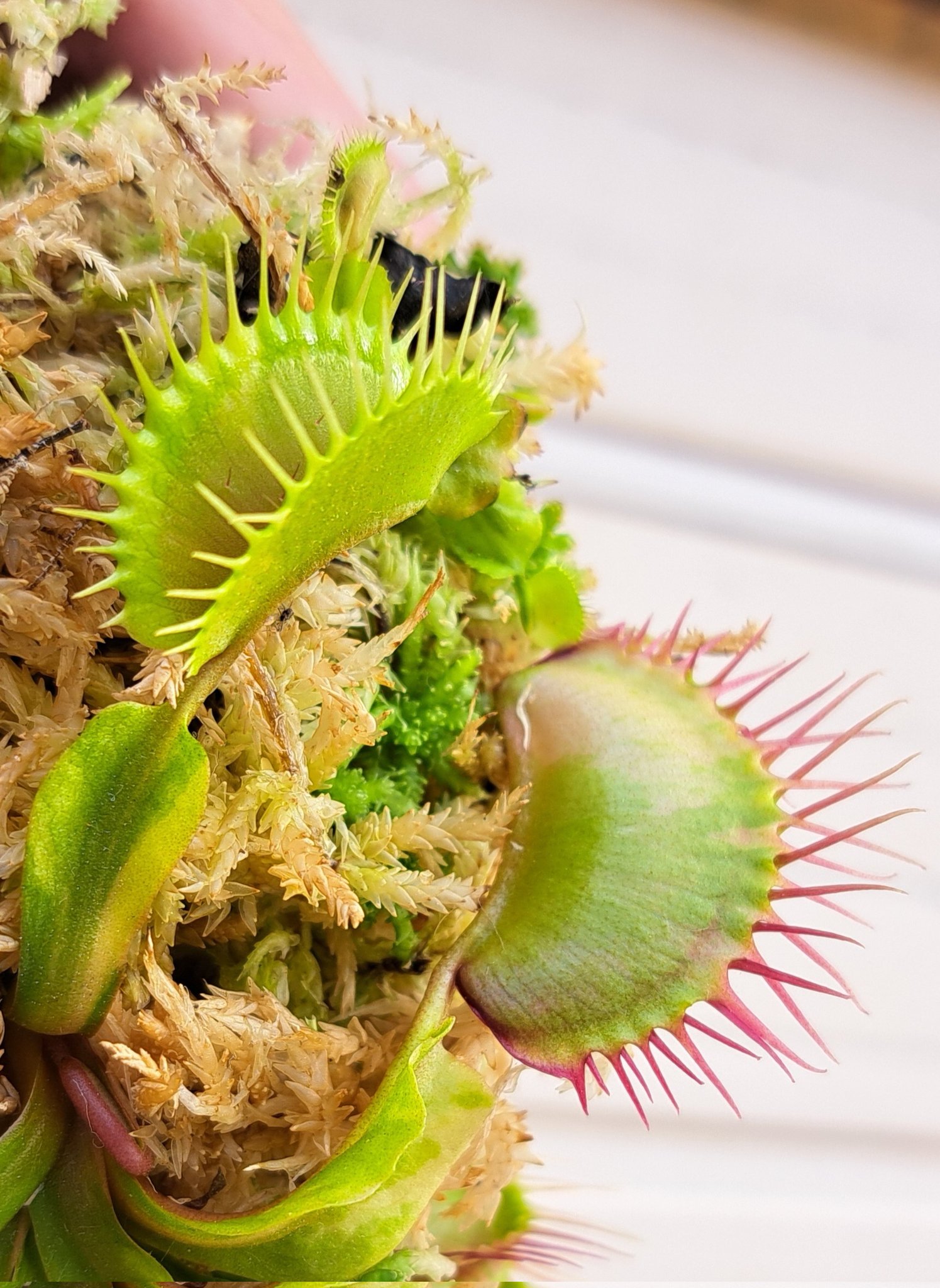 とも ハエトリソウ ガガイモ ハエトリソウ - Search / X