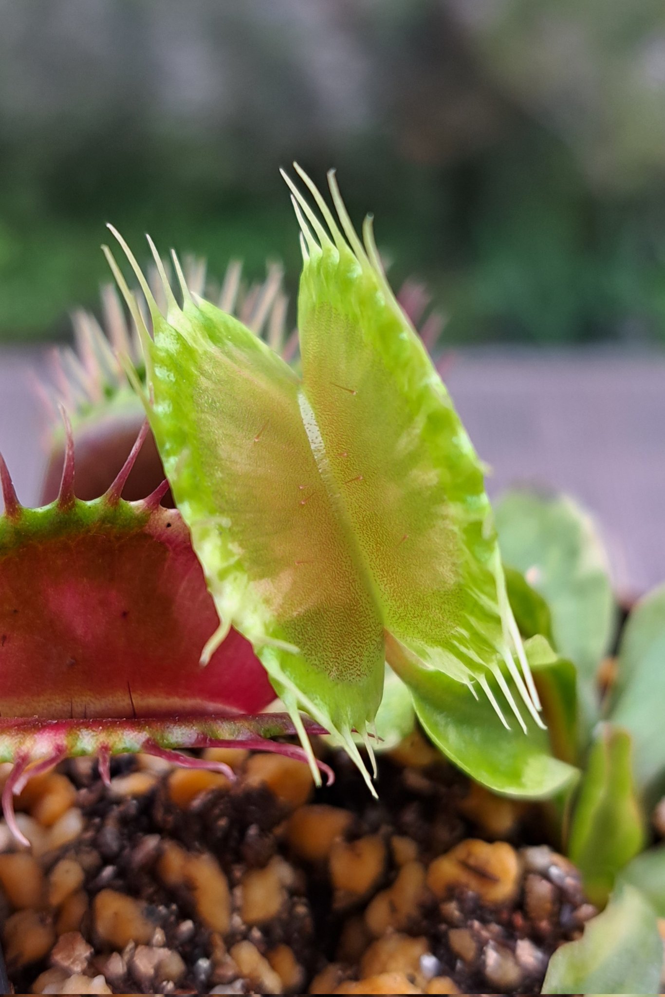 とも　ハエトリソウ　ガガイモ とも ハエトリソウ ガガイモ 日本花キ流通 食虫植物