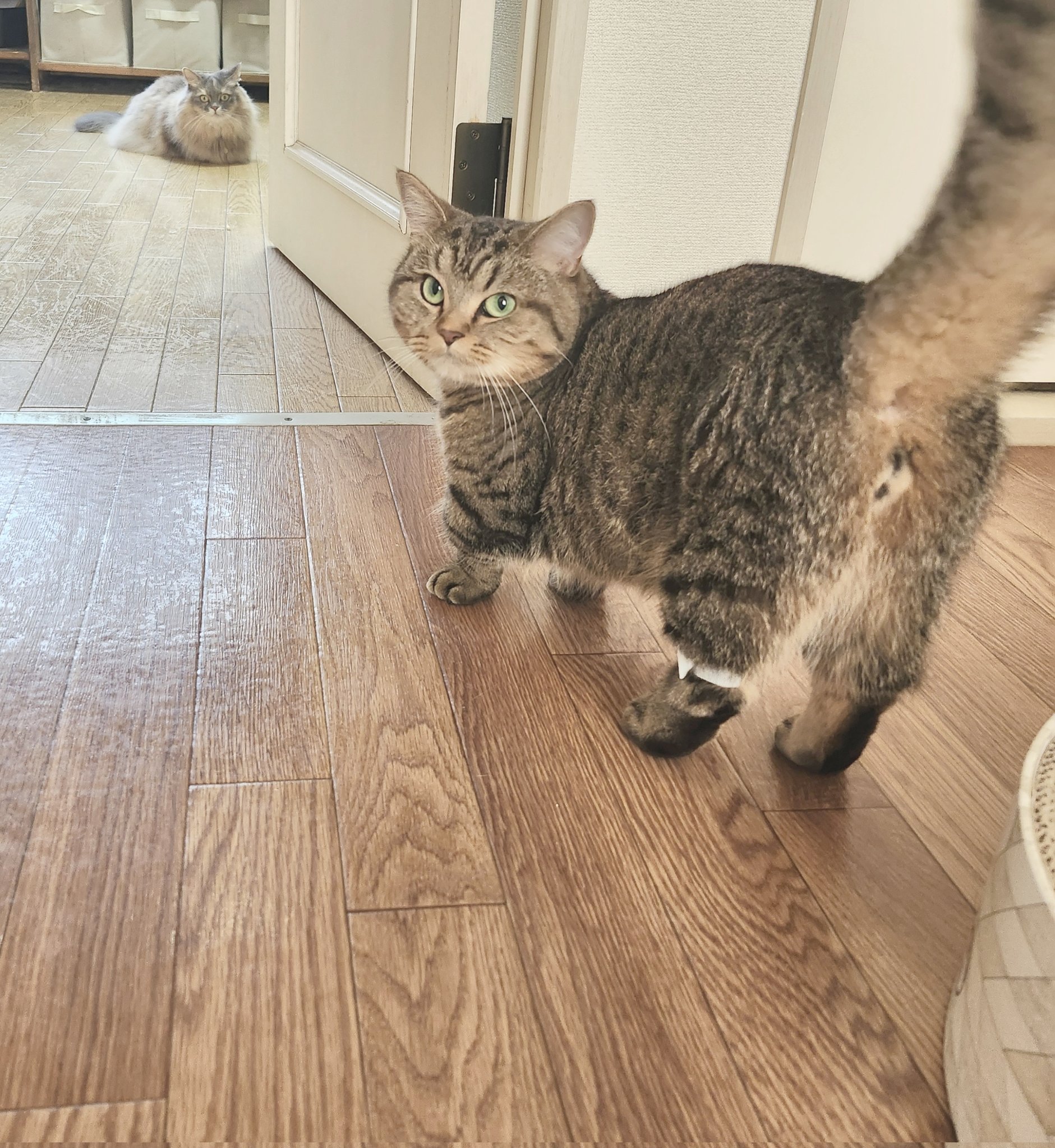 ナズナとスズナ🌱 (@fwfwnzn) / X