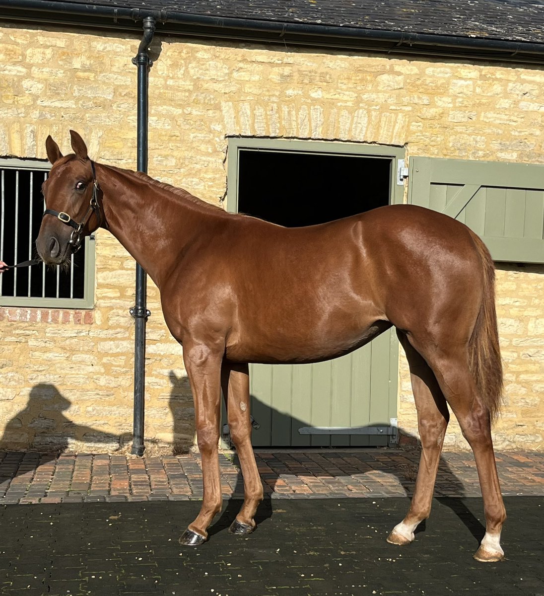 Charlock Stud-Graham&Carla (@charlockstud) on Twitter photo Our <a href="/Tattersalls1766/">Tattersalls</a> yearlings head up today, always time for a quick practice in the sun this morning! This stunning harry angel filly just adores her work, does it with a smile and loves a cuddle too! From a lovely successful family & 100% <a href="/GB_Bonus/">Great British Bonus</a> 💪❤️ Our <a href="/Tattersalls1766/">Tattersalls</a> yearlings head up today, always time for a quick practice in the sun this morning! This stunning harry angel filly just adores her work, does it with a smile and loves a cuddle too! From a lovely successful family & 100% <a href="/GB_Bonus/">Great British Bonus</a> 💪❤️