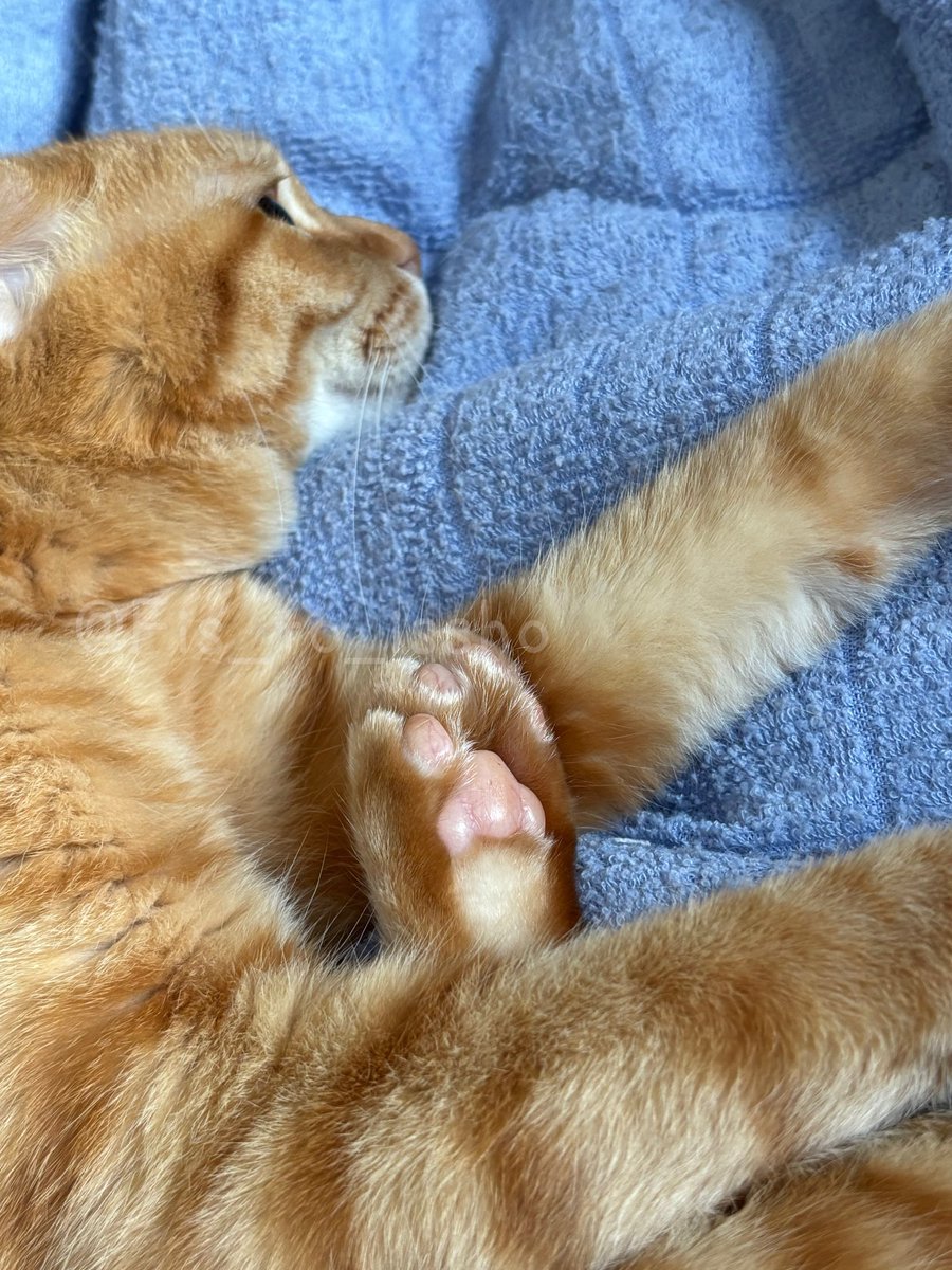 今日の「ぷに」🐾

#猫 #cat #猫好きさんと繋がりたい  #ねこかわいいね #猫のいる暮らし #肉球