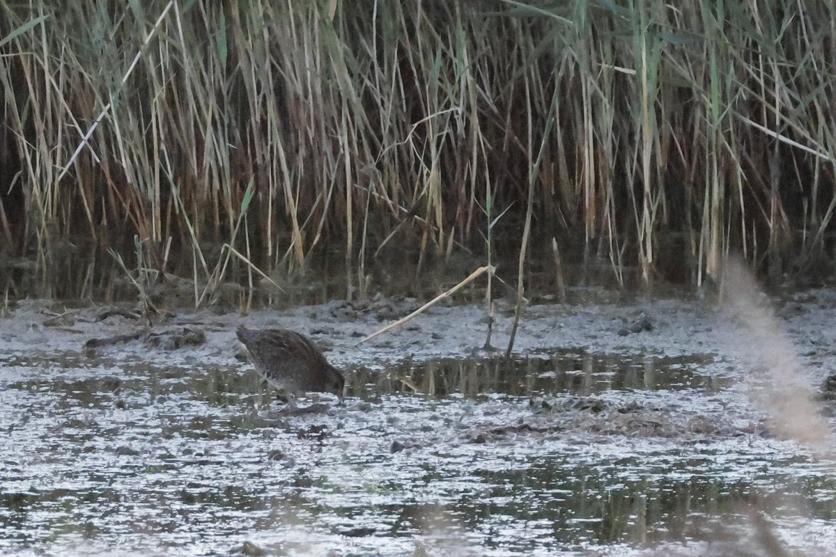 Ben Collins-Smith tweet media