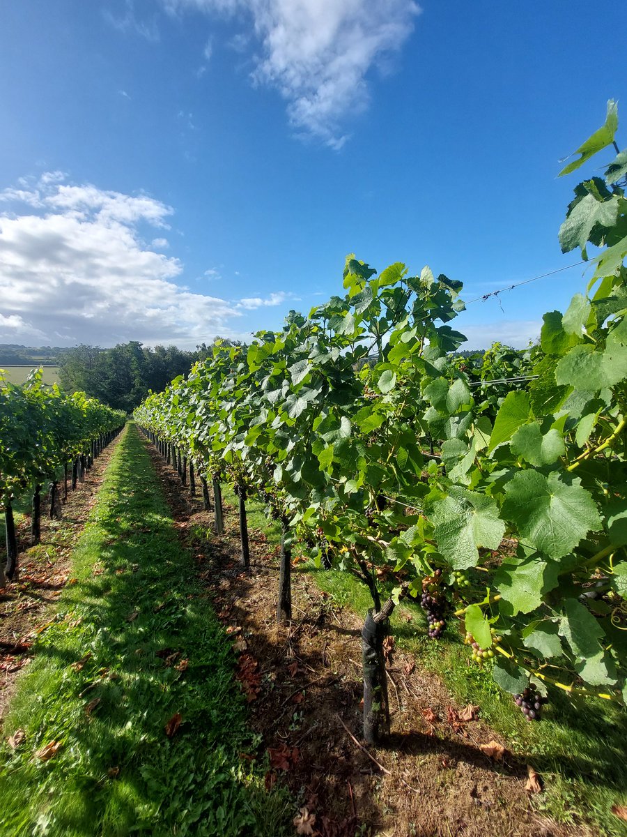 This weekend Saturday 30 and Sunday 31 August Wildwood Vineyard is OPEN 10-4. Still spaces on our midday Tours and Tastings or just pop in for a glass of wine. Last few open weekends before we close for harvest