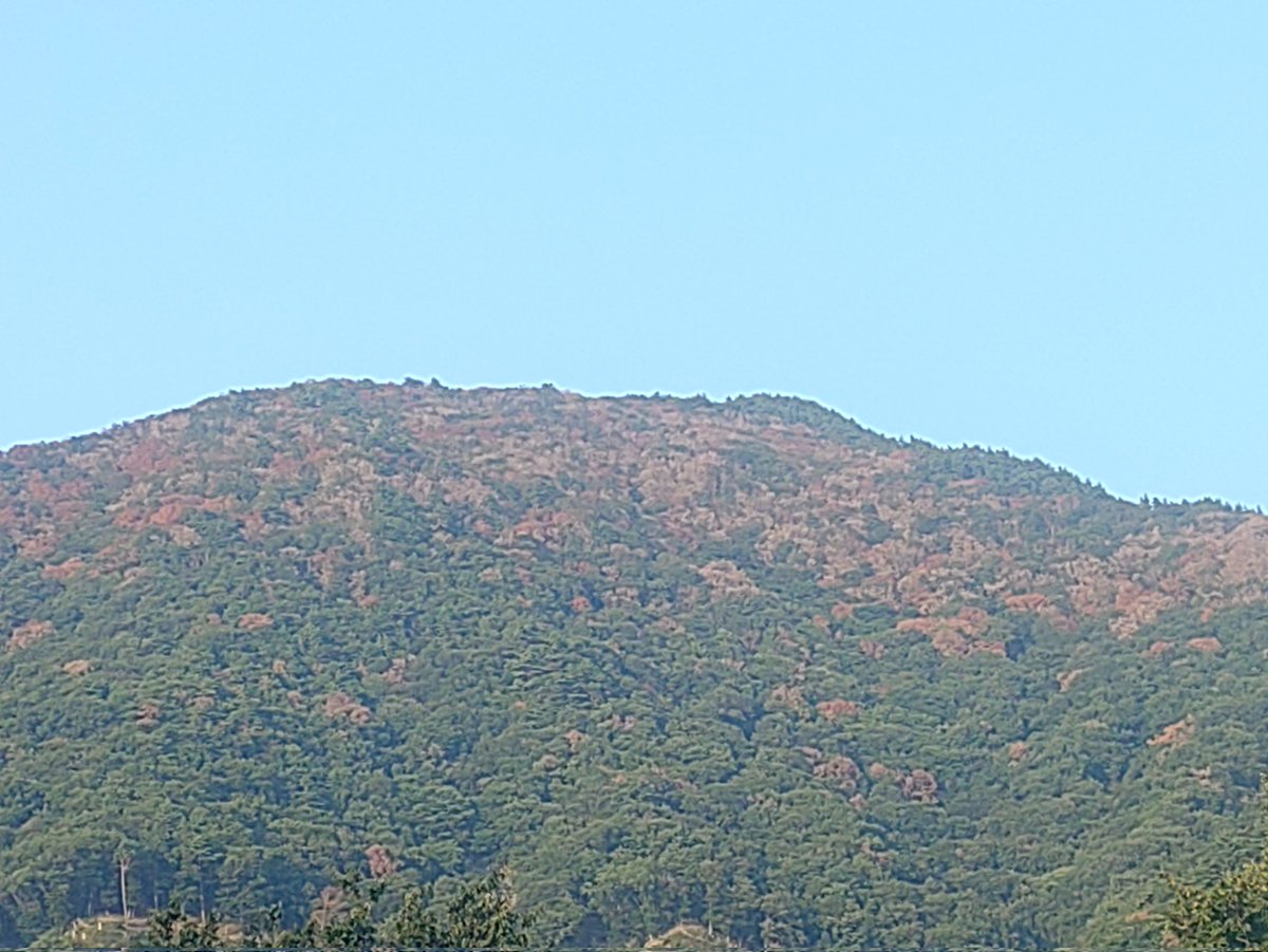 仕事で通りかかった笛吹市の山。
これ紅葉じゃないんだよね⋯
甲府市もナラ枯れ目に付くレベルになってきてるので他人事ではない😰