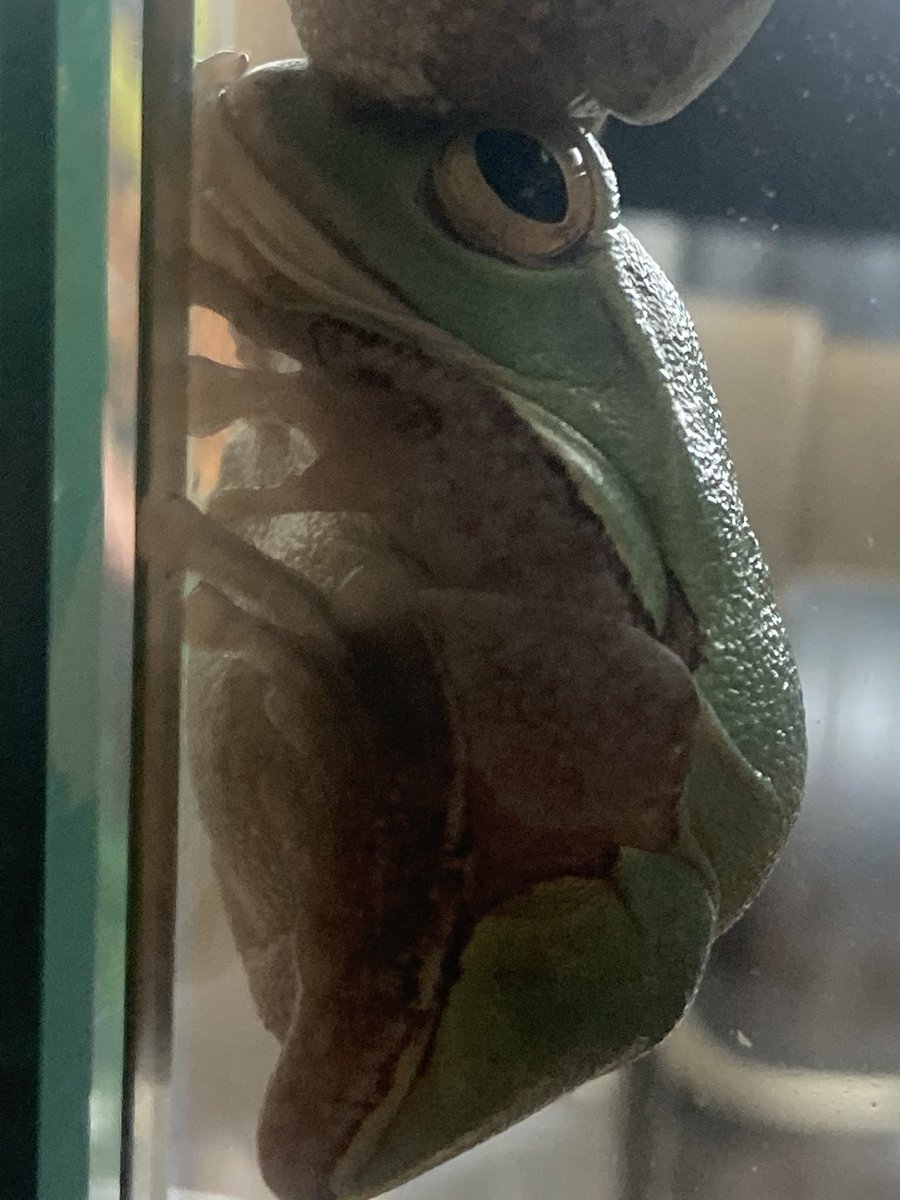 csdkh129's tweet image. ただいま……あっ！
久々に縦連ケツしてる🤣
この表情は笑うわー😂