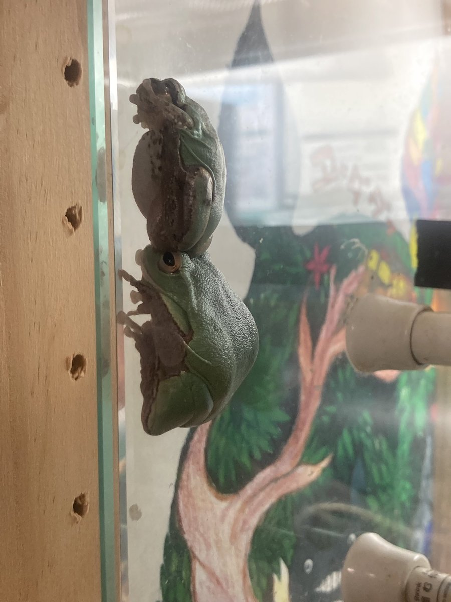 csdkh129's tweet image. ただいま……あっ！
久々に縦連ケツしてる🤣
この表情は笑うわー😂