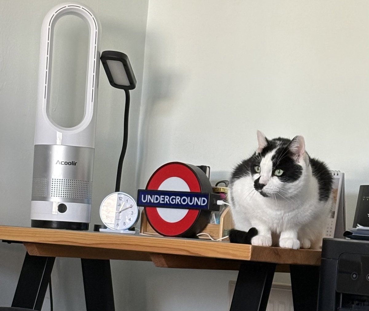 Saturday morning office duties 😸#CatsOfTwitter