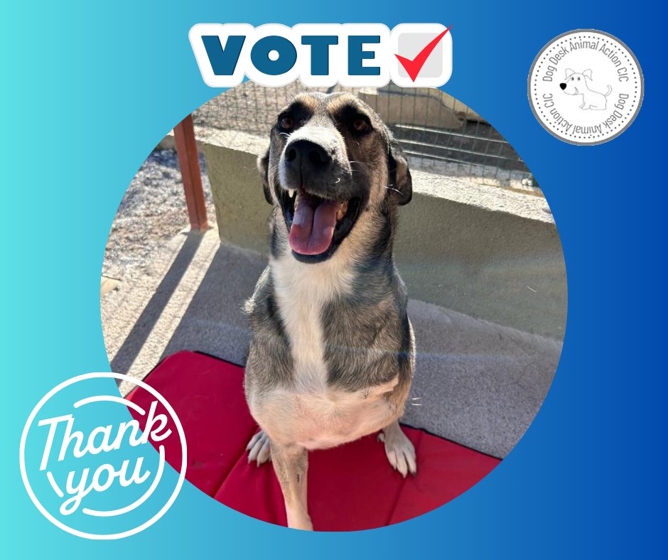 Lj🏴 ❤️🐕 (@lisaeljo) on Twitter photo 📢 Have you #Voted for <a href="/DogDeskAction/">Dog Desk Animal Action</a> this week? ✅️ 🐕
This is a FREE way to support their work helping homeless #dogs in #Turkey ❤️🩹🐾
You can #vote once a week!
mygivingcircle.org/dog-desk-anima… 📢 Have you #Voted for <a href="/DogDeskAction/">Dog Desk Animal Action</a> this week? ✅️ 🐕
This is a FREE way to support their work helping homeless #dogs in #Turkey ❤️🩹🐾
You can #vote once a week!
mygivingcircle.org/dog-desk-anima…