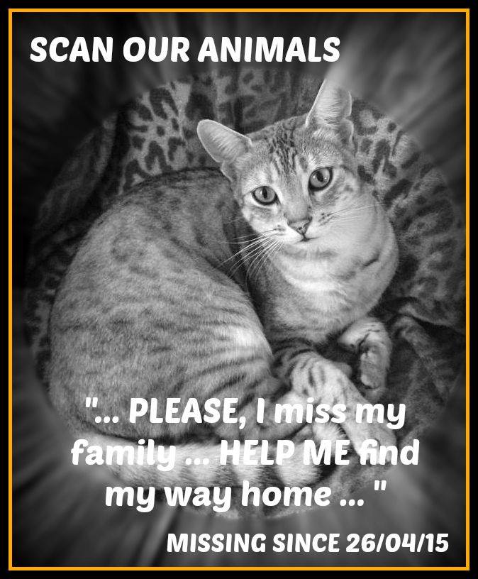 CatsMissing's tweet photo. STILL SEARCHING to #HelpFindApollo
#MissingCat #Neutered & #Chipped
Male silver #tabby - #Lost 24/04/15 - #Cotgrave #Nottingham #NG12
🙏Cast your mind back to that time - do you recall anyone suddenly acquired at cat like him?
🙏On #Caturday Make everyday #MissingCatsDay https://t.co/X2mu0gqsDi