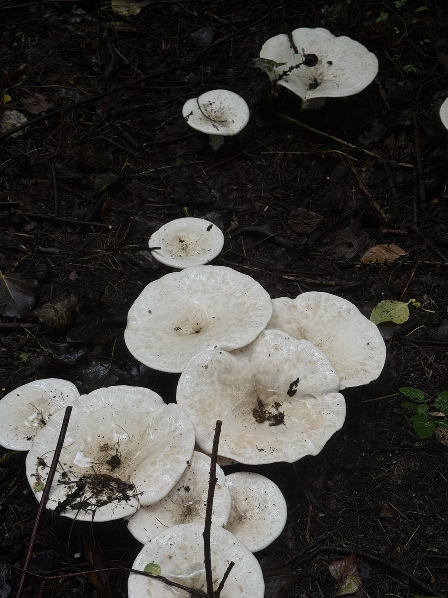 Сегодня гуляем и фотографируем разное 
Доброе утро, мои хорошие, желаю вам прекрасного дня и отличного настроения 🫶✨