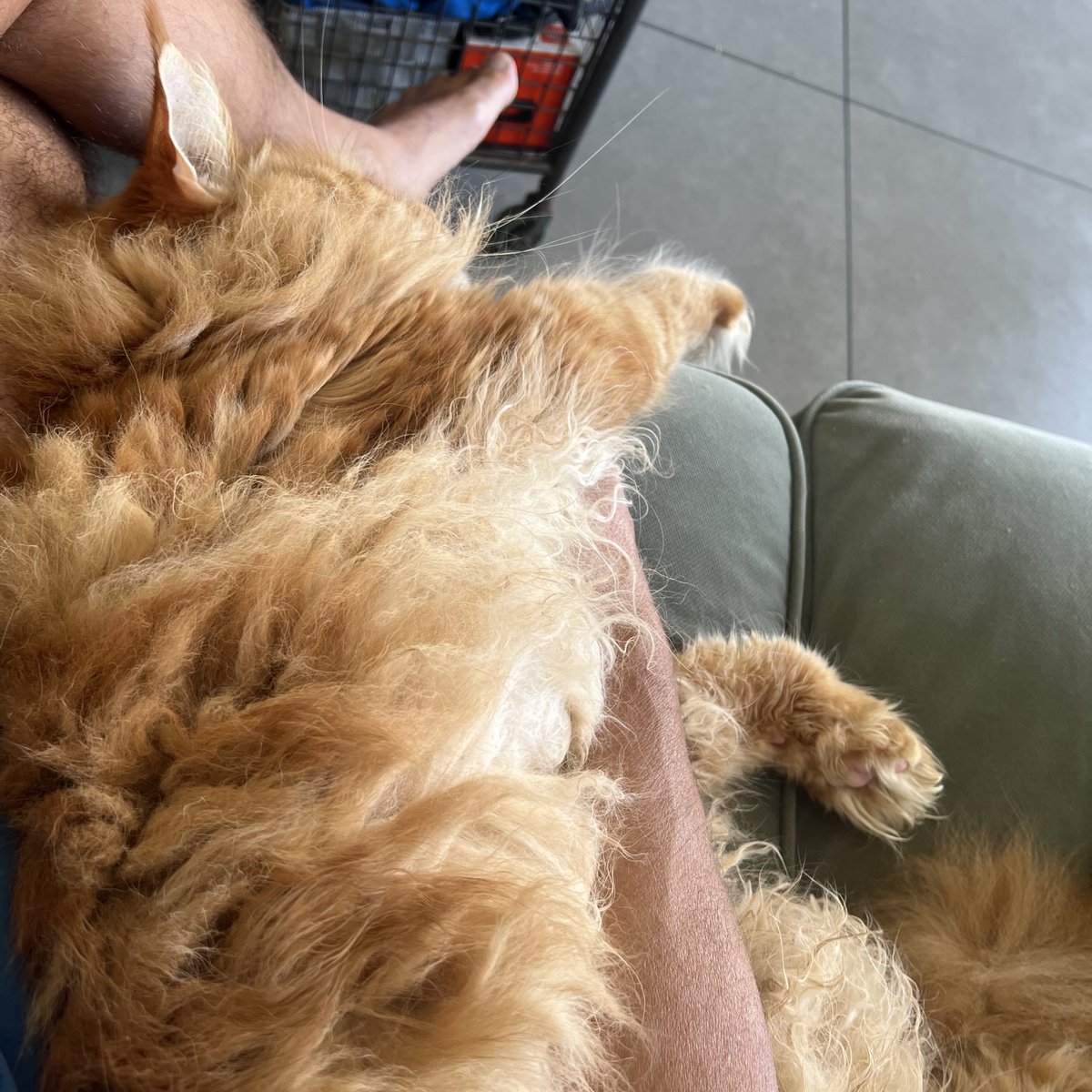 חברי המשופם