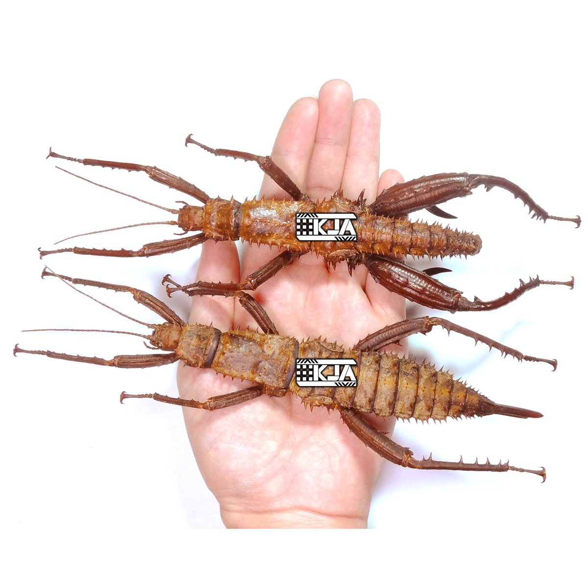 dhl830118's tweet photo. Eurycantha horrida (Boisduval, 1835)

 The thorny devil walking stick

とげのある悪魔の杖 https://t.co/rtkf2YBJRB
