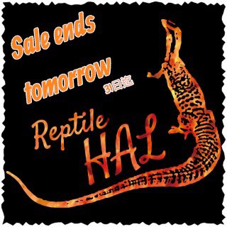 本日もお問い合わせ、DM、ご予約、お迎えありがとう御座いました☺️

明日、SALE最終日

#ReptileHAL
#大阪
#爬虫類
#おすすめ
#SALE