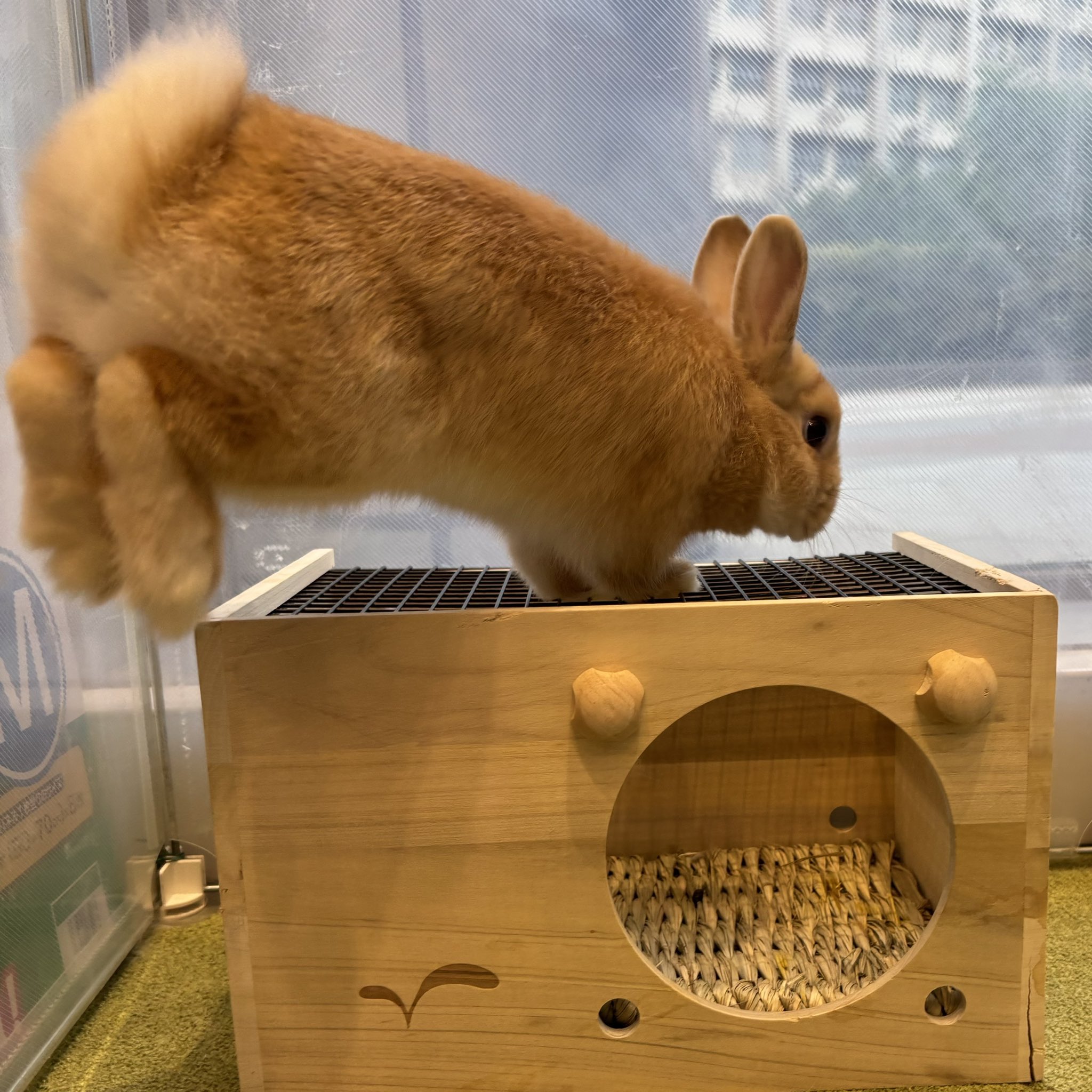 うさぎ様 2023年は十二支“卯(う)”（ウサギ） にあたる年、飛躍を願う卯