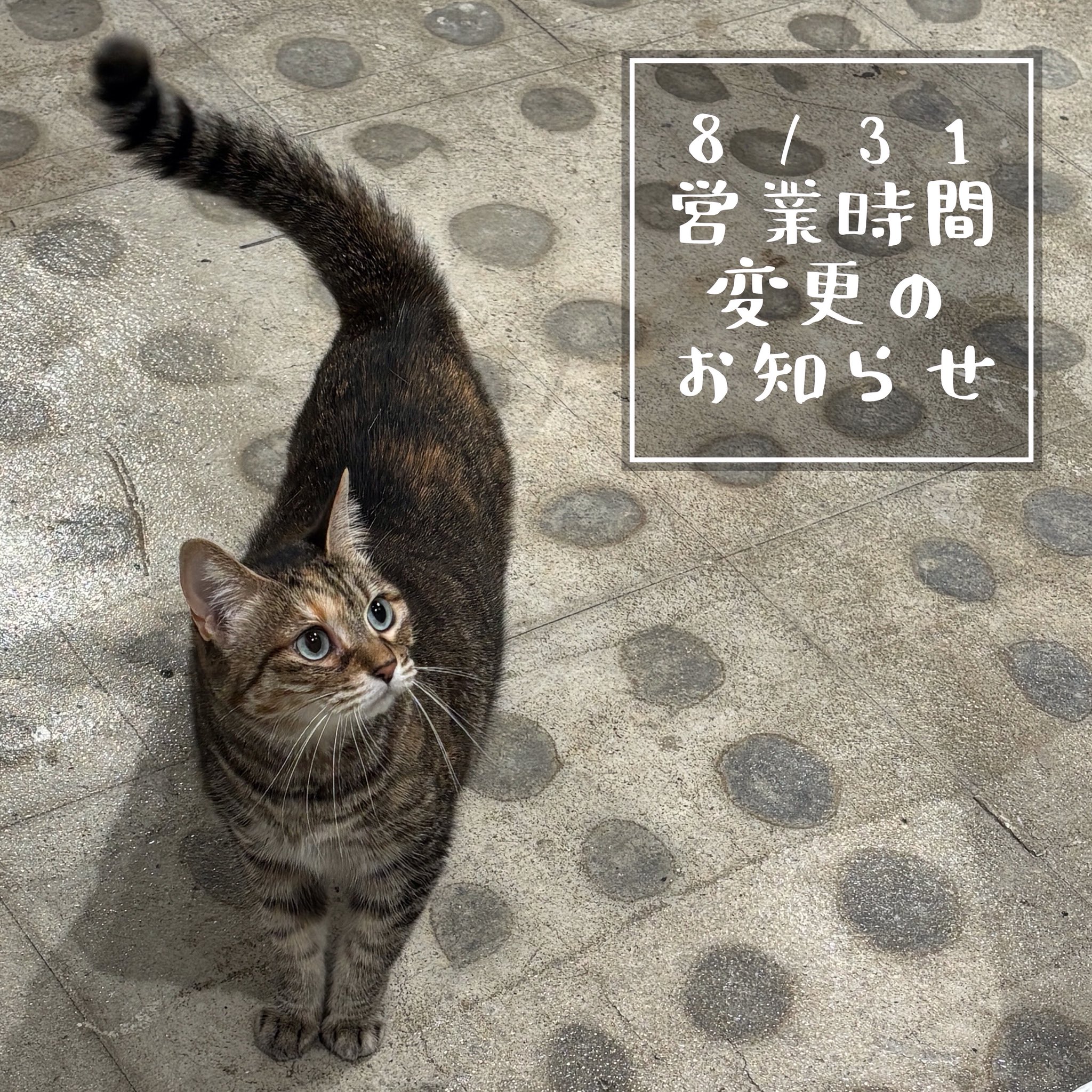 猫のまたたびページ 楽天市場】【楽天スーパーSALE10%OFF】爪とぎ 猫 おうち型