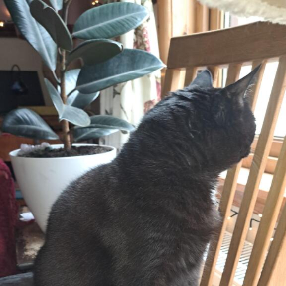 ProflaxNatural's tweet image. “My Lulu is such a nervous cat, but since using Proflax she's more relaxed, calm and loving. Her coat is so soft as well. Due to the pain meds the vet had her on she suffered from dandruff, which has almost disappeared.”
#CalmCats #HappyCats #NaturalPetCare #ProflaxPets