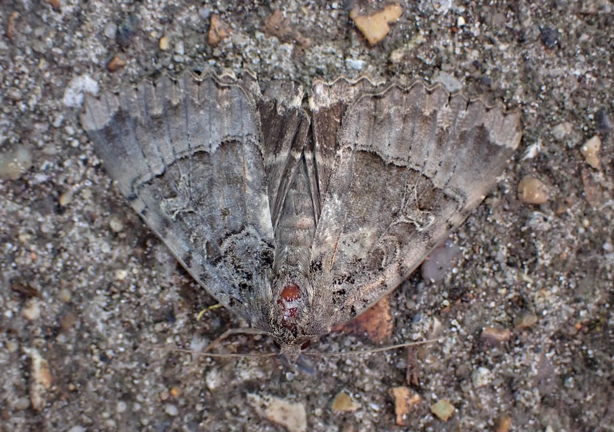I had an Old Lady on my patio this morning. She seemed to like it!