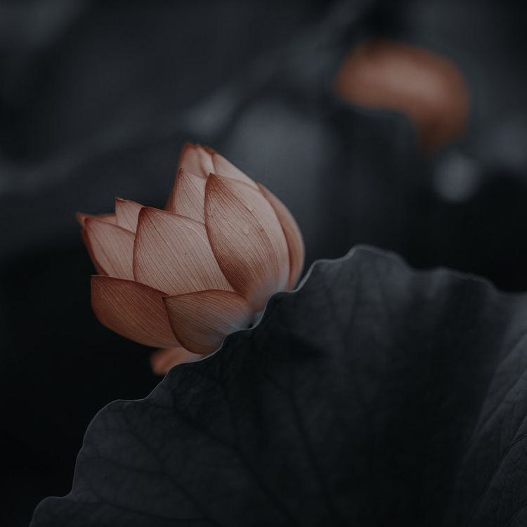 ⠀
⠀
     寒星入目霜凝声，
     一步若侵命不生。
⠀
⠀  แสงโคมสลัวโยกคลอนดุจเงาวิญญาณ ราตรีนี้หม่นหมอง ลมพัดลอดกอไผ่ ร่างเงาหนึ่งก้าวเร่งสวนมา ขุนนางฝ่ายบิดาใบหน้าก้มต่ำ ดวงเนตรไร้อารมณ์ ไป๋เซวียนหยุดขา สวนกับร่างของชายปริศนา
⠀
      #คู่บุพเพไร้วาสนา
⠀
⠀