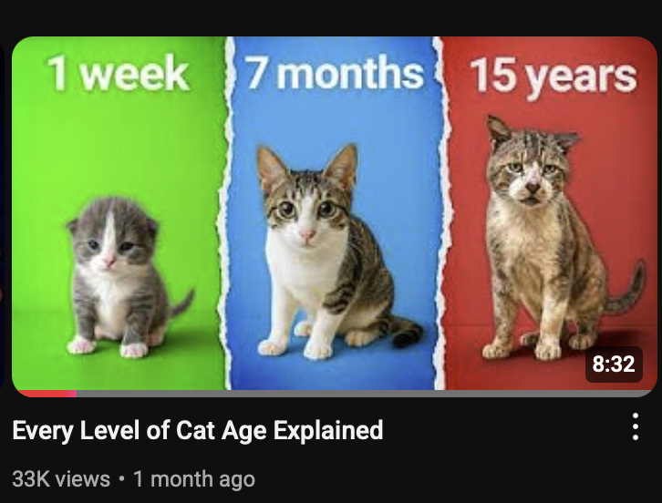 CatCognition's tweet photo. After 1.5 years, my first video is finally gaining real traction.

It could have happened 1.4 years ago. But I was impatient and made a rookie mistake.

Here’s the story so you don’t repeat it. #YouTube https://t.co/inqpOAnWNK