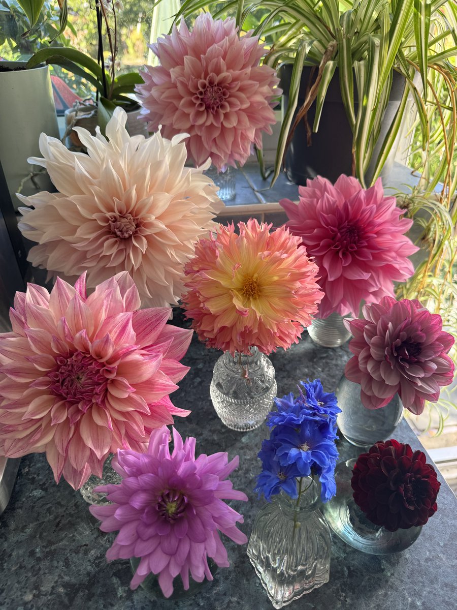 A weekend thread of colourful things that bring joy? Ok, then, I’ll start….