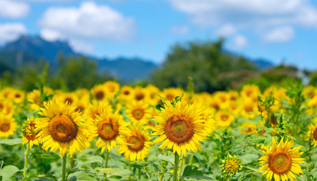 ひまわり畑🌻